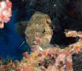 spotted pufferfish23.jpg