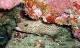 whitelined grouper2.jpg