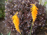 Kniphofia Light of the World and Pittosporum 2008 Tom Thumb
