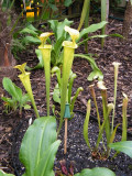 Sarracenia Flava