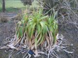 Kniphofia-northiae