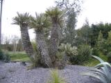 Trithrinax campestris at Mulu