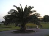Another Phoenix canariensis, Southsea Common, Oct 2005