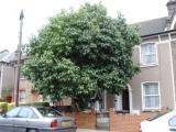 An Avocado tree in Lewisham, SE London
