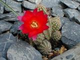 Chamaecereus flower 7 May 06
