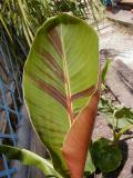 New leaf on a young Musa sikkimensis