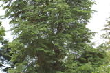 Nothofagus dombeyi