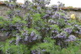 Psoralea