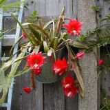 Disocactus