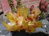 Opuntia macrocentra