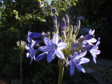 Agapanthus