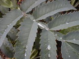 Melianthus major