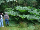 Gunnera