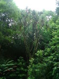 Big Cordyline australis