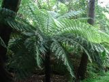 Beautiful Cyathea dealbata