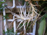 Tillandsia albida