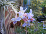 Tillandsia (possibly T bergeri, giant form)