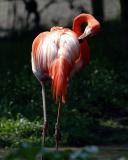 flamingo2web.jpg