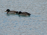 duck in Lake Tekapo