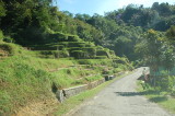 sawah berundak2 spt di Bali