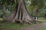 Pohon besar