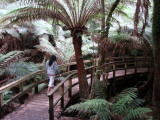 Otway Rainforest