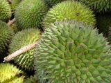 Ketika Musim Buah Durian