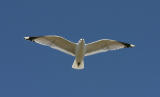 Common Gull (<i>Larus canus</i>)