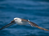 Yellow-nosed Albatross _9121389.jpg