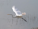 Great Egret _B258067-01