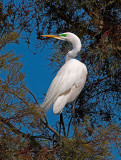 Great Egret in Mating Colors _4151150-01