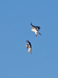 White-tailed Kites _9284303.jpg
