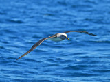 Grey-headed Albatross _9121245.jpg