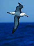Yellow-nosed Albatross _9121332.jpg