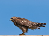 Red-shouldered Hawk _2277671.jpg