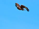 Red-shouldered Hawk _2277681.jpg