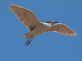 Black-crowned Night Heron _5087837.jpg