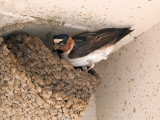 Cliff Swallow _5268877.jpg