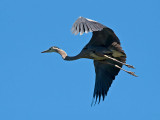 Great Blue Heron _6119863.jpg