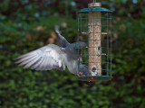 Feral Pigeon _8091742.jpg