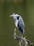 Grey Heron _8192111.jpg