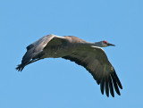 Sandfhill Crane _A023479.jpg