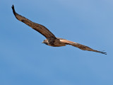 Red-tailed Hawk _A094439.jpg