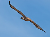 Red-tailed Hawk _A094441.jpg