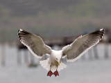 Gull landing w alula PC121937.jpg