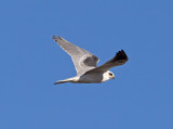 White-tailed Kite _1063147.jpg