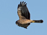 female Northern Harrier _1214328.jpg