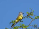 Kingbird