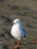 Red-billed Gull _1305183.jpg