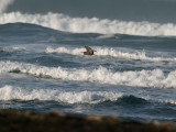 Reef Heron over the surf _1305176.jpg
